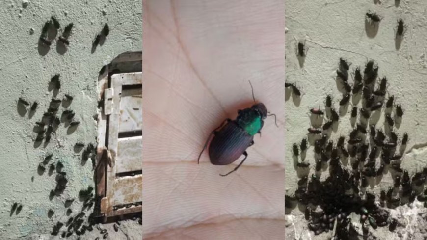 Besouros atacam moradores e causam queimaduras em Corumbá