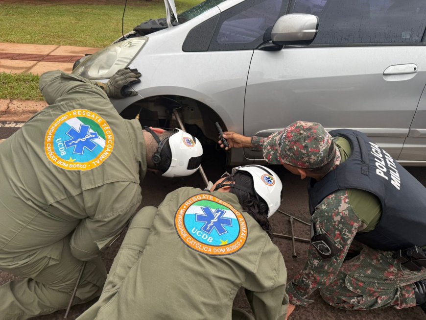 Equipe da UCDB resgata jiboia em carro no Parque dos Poderes