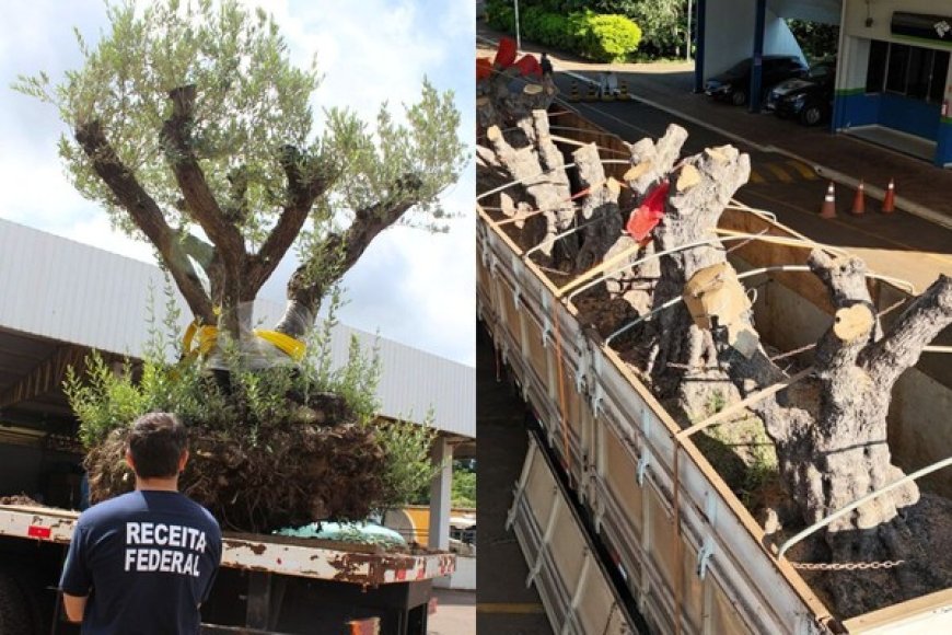 UEMS recebe oliveiras apreendidas para projetos ambientais