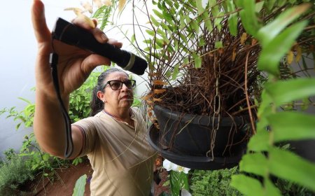 Epidemia de dengue preocupa MS em 2025