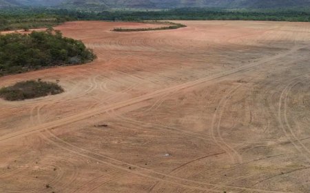 Exportadores rompem acordo histórico de preservação na Amazônia