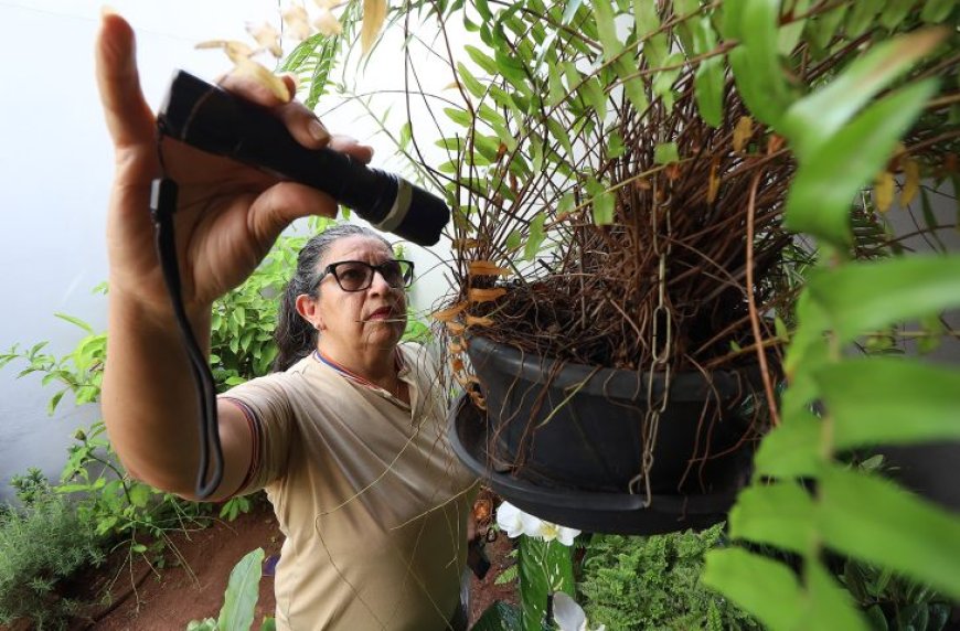 Epidemia de dengue preocupa MS em 2025