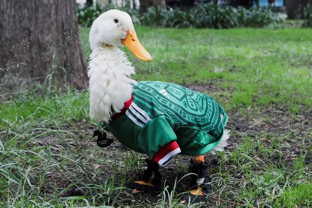 Como um pato se tornou um dos símbolos da Copa do Mundo de 2026
