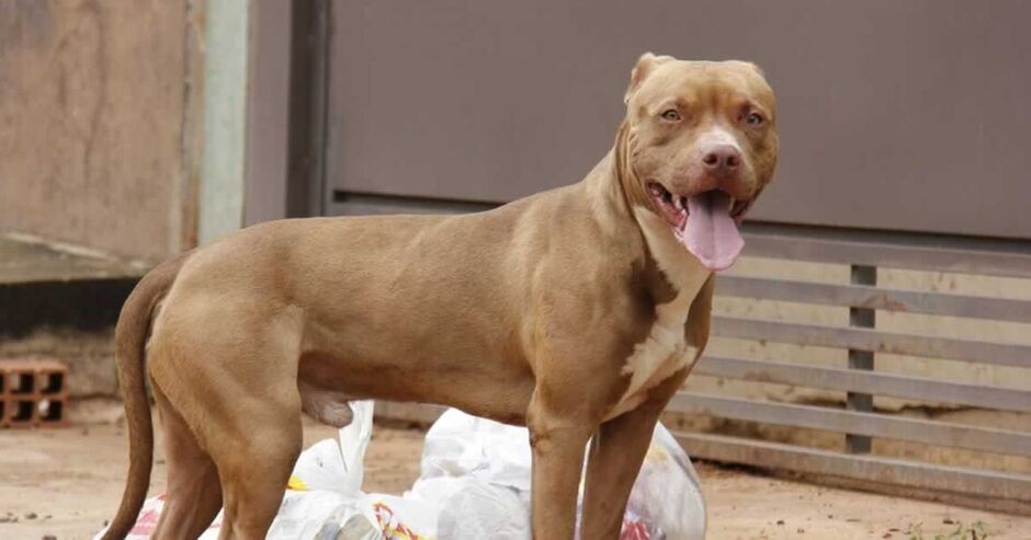 Ataque de cão mobiliza Polícia Militar e Bombeiros em Campo Grande