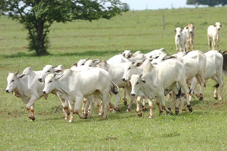 União Europeia reforça diálogo para evitar veto à carne do Brasil