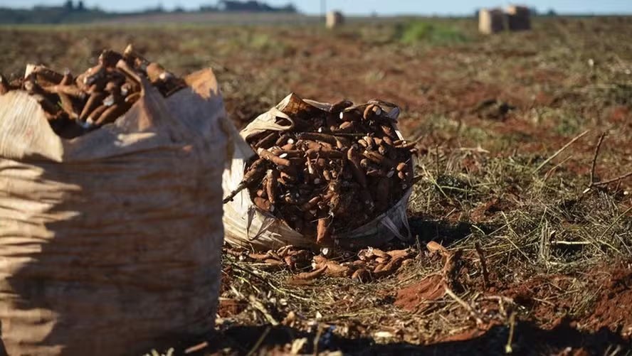 Mandioca ganha força no mercado com oferta reduzida
