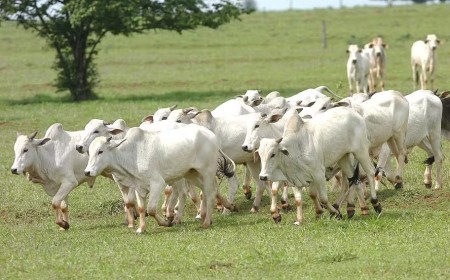 União Europeia reforça diálogo para evitar veto à carne do Brasil