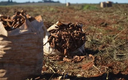 Mandioca ganha força no mercado com oferta reduzida