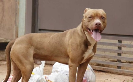 Ataque de cão mobiliza Polícia Militar e Bombeiros em Campo Grande