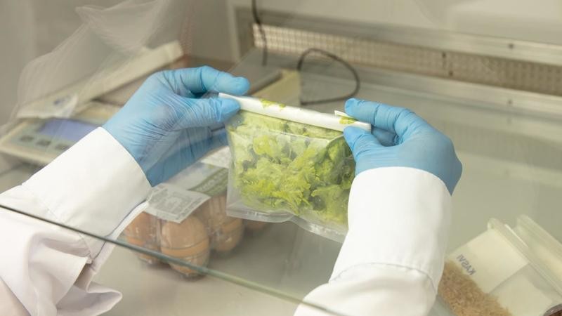 Alface contaminada provoca onda de casos de “diarreia explosiva”