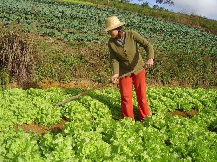 Dia do Agricultor reforça papel estratégico do produtor rural