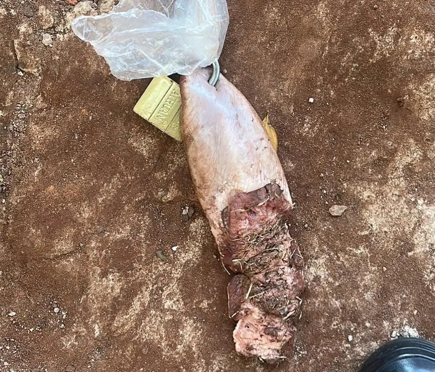 Jovem é ameaçada de morte com língua de vaca e cadeado na fronteira com Paraguai