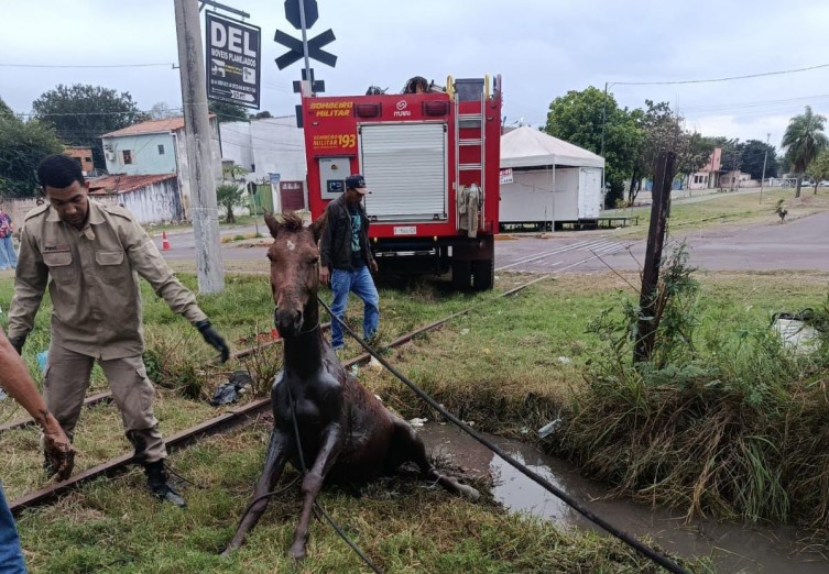 Cavalo é resgatado de vala após horas preso em Corumbá