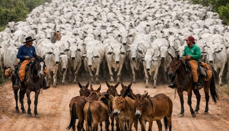 Dia do Pecuarista celebra força de quem movimenta a pecuária brasileira