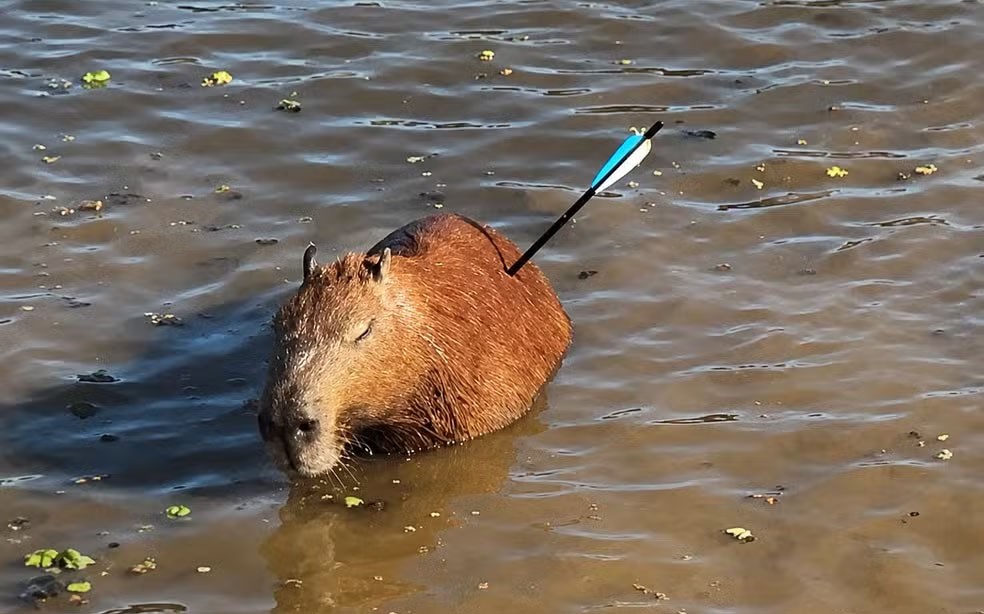 Capivara é encontrada com flecha no corpo e morre após resgate em SP