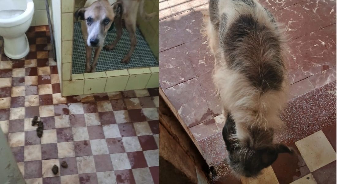 Mulher foi detida sob suspeita de maus-tratos contra mais de quarenta animais em um abrigo clandestino