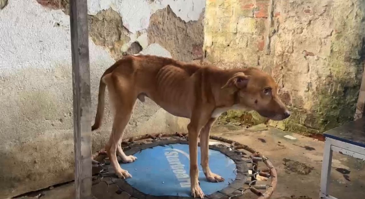 Mulher foi detida sob suspeita de maus-tratos contra mais de quarenta animais em um abrigo clandestino
