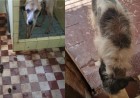 Mulher foi detida sob suspeita de maus-tratos contra mais de quarenta animais em um abrigo clandestino