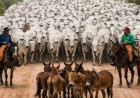 Dia do Pecuarista celebra força de quem movimenta a pecuária brasileira