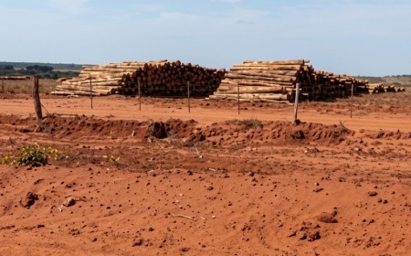 Eucalipto é alvo de investigação ambiental em Três Lagoas
