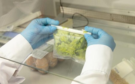Alface contaminada provoca onda de casos de “diarreia explosiva”
