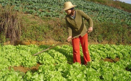 Dia do Agricultor reforça papel estratégico do produtor rural