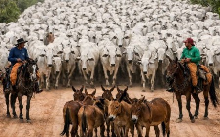 Dia do Pecuarista celebra força de quem movimenta a pecuária brasileira