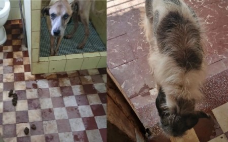 Mulher foi detida sob suspeita de maus-tratos contra mais de quarenta animais em um abrigo clandestino