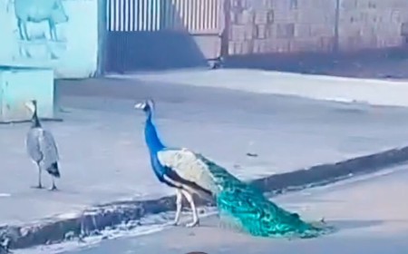 Moradores encontram pavões soltos em Rio Brilhante e temem acidentes