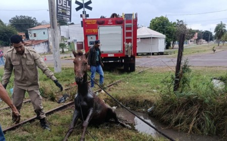 Cavalo é resgatado de vala após horas preso em Corumbá