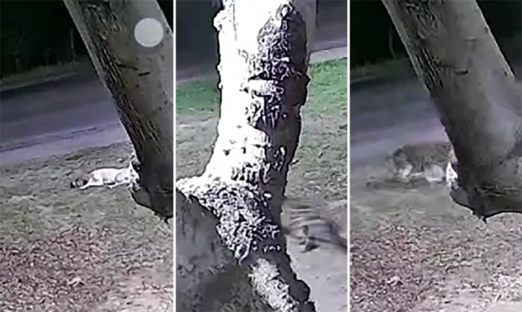 Onça-pintada invade quintal e leva cachorro para a mata em Corumbá