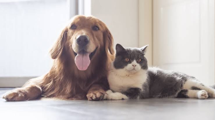 Senado debate Estatuto dos Cães e Gatos na CCJ