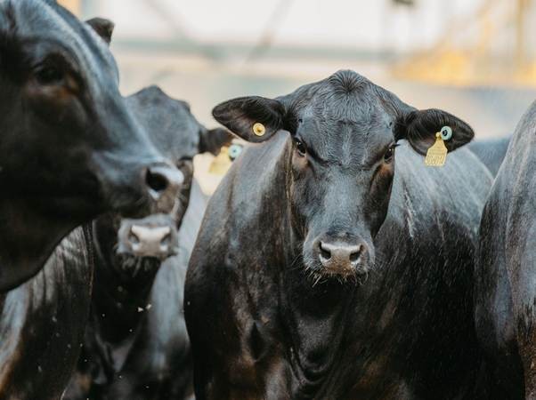Angus completa 120 anos como referência em carne premium