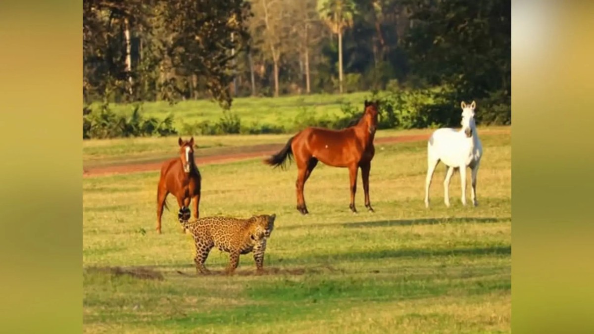 Cavalos se fingem de estátua diante de onça-pintada