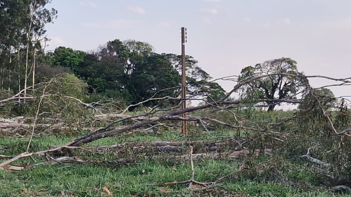 Campeiro morre eletrocutado após galho atingir rede elétrica em Campo Grande