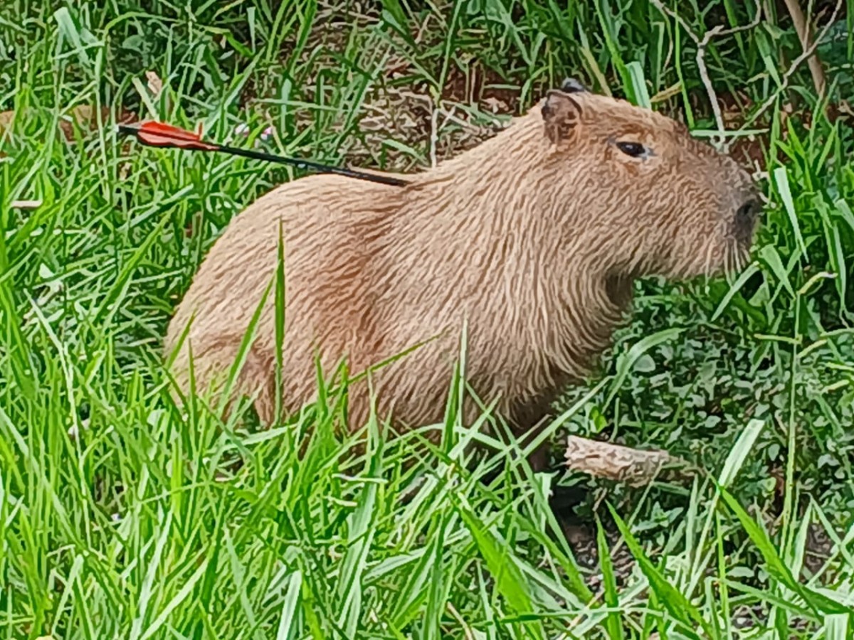 Polícia e CRAS fazem força-tarefa para resgatar capivara atingida por flecha em Campo Grande