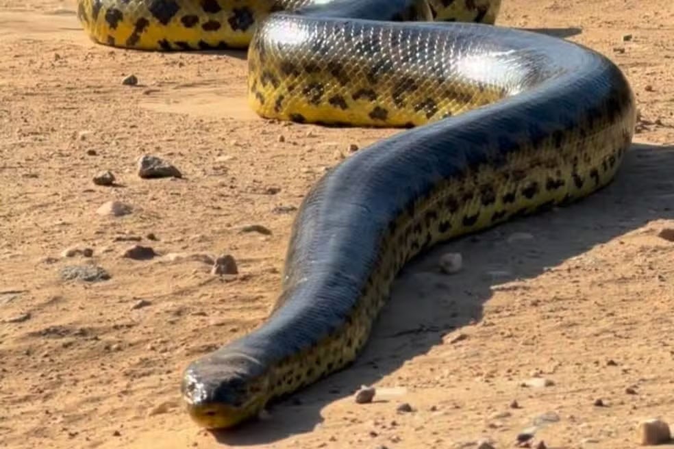 Turistas holandeses se assustam ao encontrar sucuri gigante no Pantanal