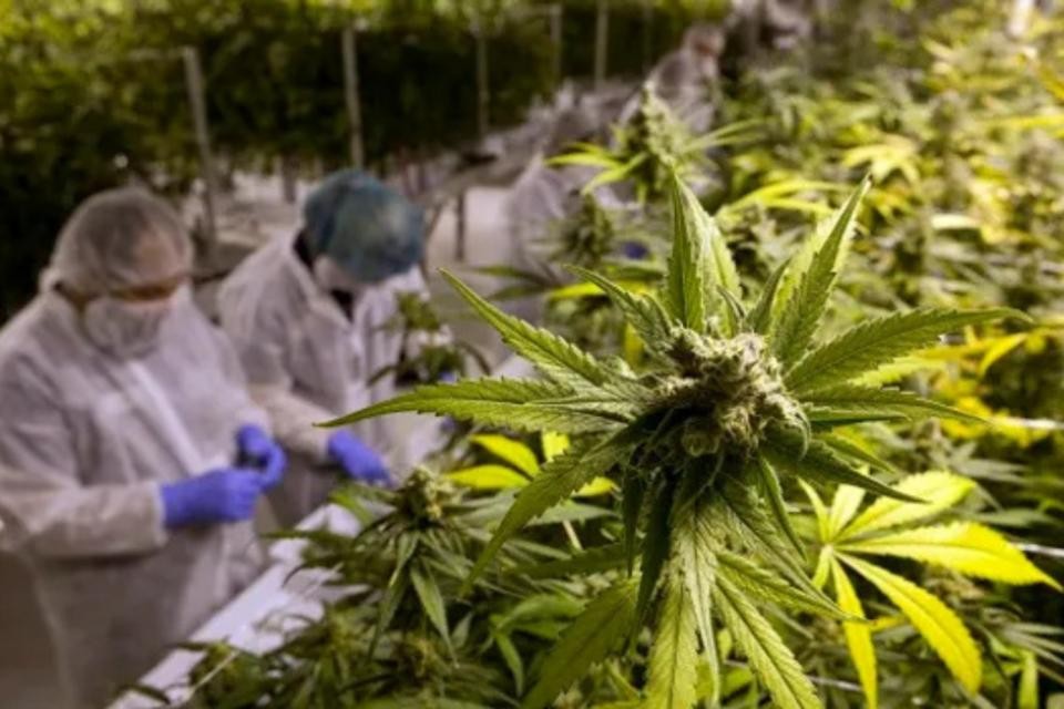 Cannabis medicinal ganha força com expansão do cultivo no Brasil