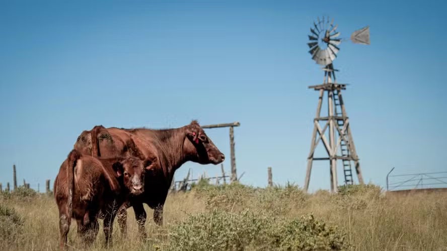 EUA lançam pacote para recuperar rebanho bovino
