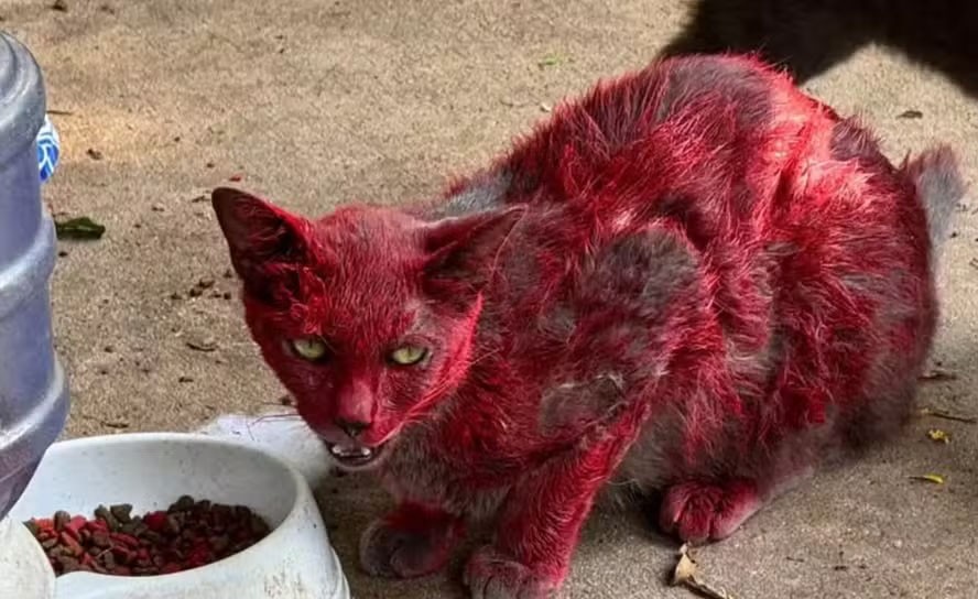 Mistério da "gata vermelha" dispara alerta no Texas