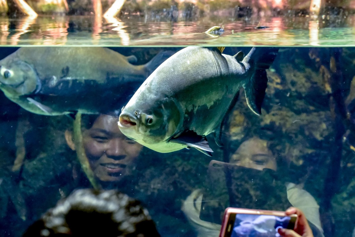 Peixe da Amazônia ganha destaque na China