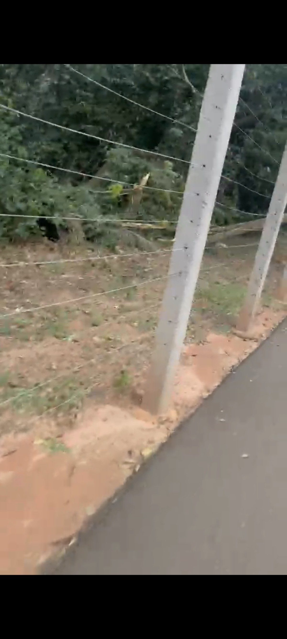 Jovem de 23 anos morre após ser atingida por galho de árvore no Parque dos Poderes, em Campo Grande