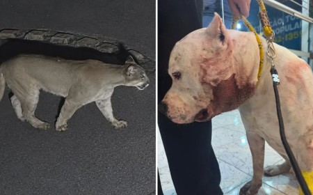Pitbull combate onça-parda e protege família durante invasão