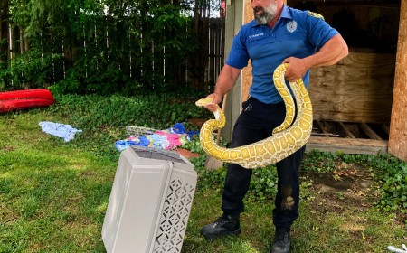 Cobra invasora é capturada após alimentar-se de gambá gigante
