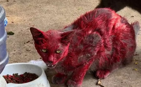 Mistério da "gata vermelha" dispara alerta no Texas