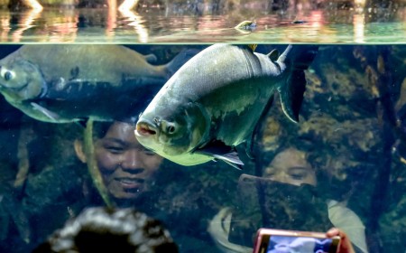 Peixe da Amazônia ganha destaque na China