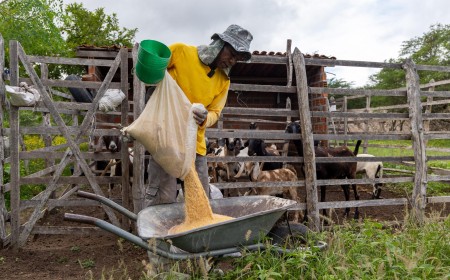 Conab pode ampliar oferta de produtos para criadores
