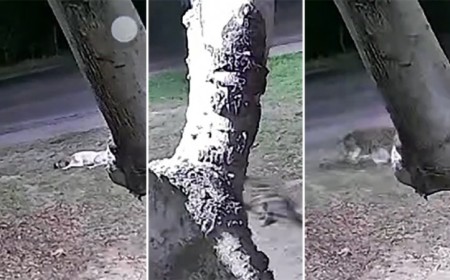 Onça-pintada invade quintal e leva cachorro para a mata em Corumbá