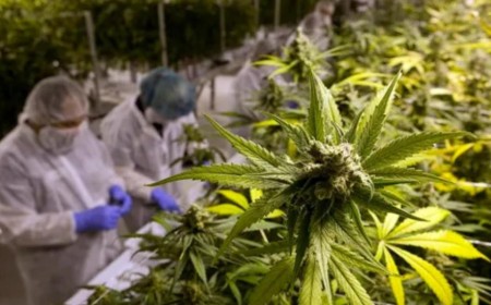 Cannabis medicinal ganha força com expansão do cultivo no Brasil