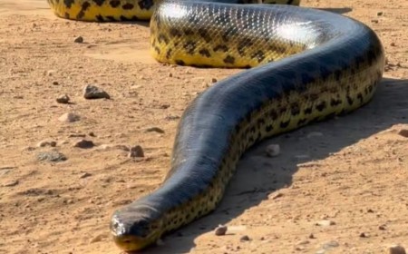Turistas holandeses se assustam ao encontrar sucuri gigante no Pantanal